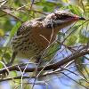 Spiny-cheeked Honeyeater (Giants Creek 2016)