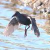 Spotless Crake (Hexham Swamp 2014)