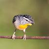 Spotted Pardalote (Widden Valley 2014)
