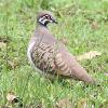 Squatter Pigeon (Mt Malloy 2017)