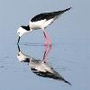 Black-winged Stilt (Ash Island 2014)