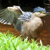 Striated Heron (Cairns 2017)