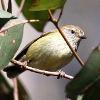 Striated Thornbill (Green Wattle Creek 2014)