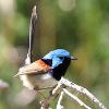 Variegated Fairy-wren (Fingal Bay 2017)