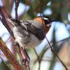 Western Spinebill (Albany 2014)