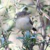 Western Thornbill (Dryandra Forest 2014)