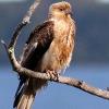 Whistling Kite (Port Stephens 2015)