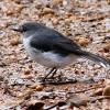 White-breasted Robin (Balmoral Trackhead 2015)