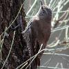 White-browed Treecreeper (Gluepot 2014)