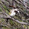 White-fronted Chat (Tomago 2015)