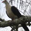 White-headed Pigeon (Saltwater NP 2015)