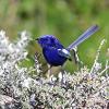 White-winged Fairy-wren (Quinns Beach 2015)