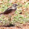 Wood Sandpiper (Mt Isa 2015)