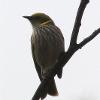 Yellow-plumed Honeyeater (Salmon Gums 2014)