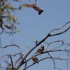 Zebra Finch (Tibooburra 2014)